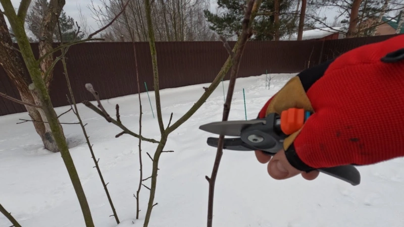 Тихая подготовка сада: урожай впереди