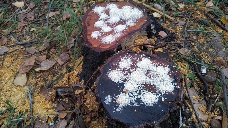 Сад без лишних корней: терпение и расчет