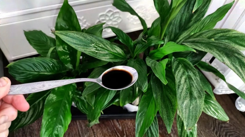 Нежная зелень: сила чайной подкормки Нежная зелень: сила чайной подкормки