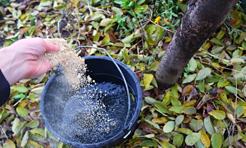 Урожай без кислинки: весенний импульс