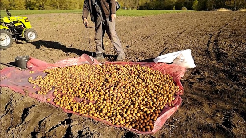 Урожай начинается здесь: точка роста