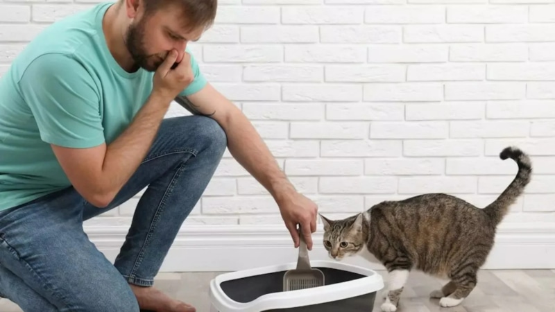 Свежесть без химии: кошачий баланс