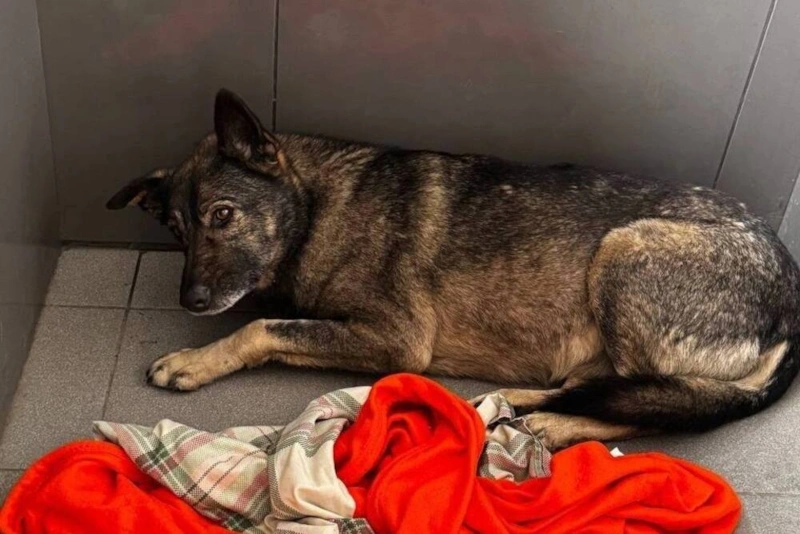 Скандал с курьером Михаилом Савицким, заявившим об увольнении из «Додо пиццы» за помощь бездомной собаке, разгорелся в Челябинске