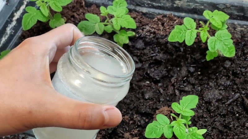 Бобовый заряд: сила для ростков