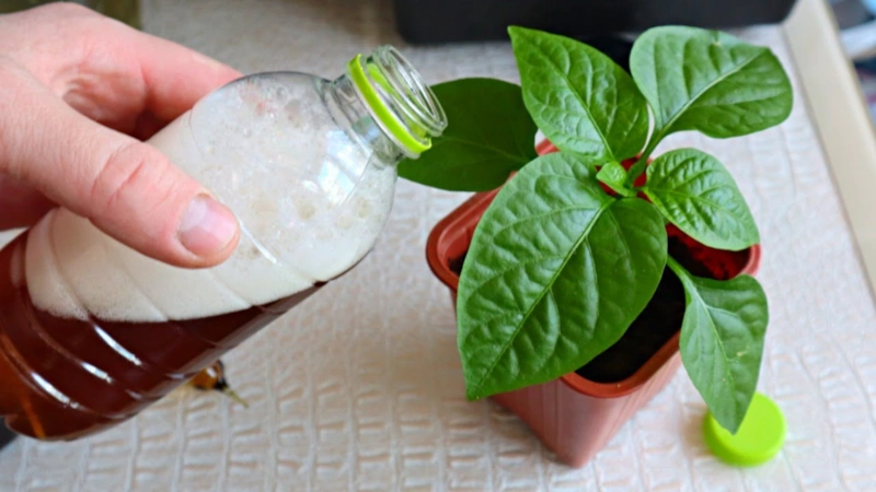 Ранний старт: сила здоровых всходов