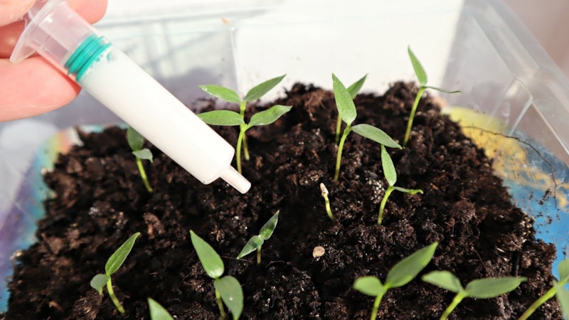 Сильная рассада: уверенный старт