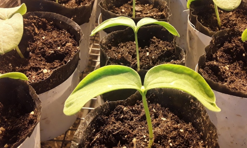 Рассада огурцов: желтые листья