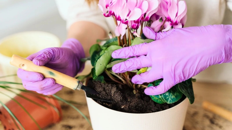 Цикламен в цвету: секреты ухода