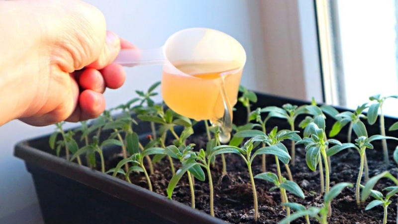 Рассада томатов: правильный старт