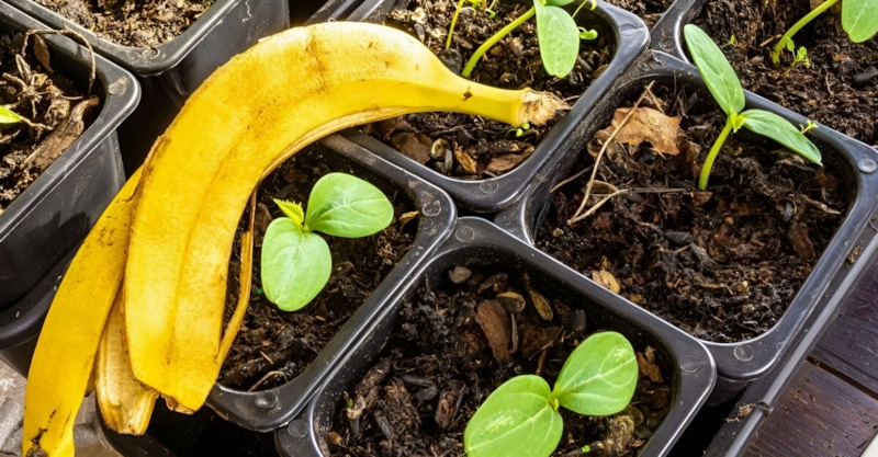 Банановая кожура: порошок для удобрения