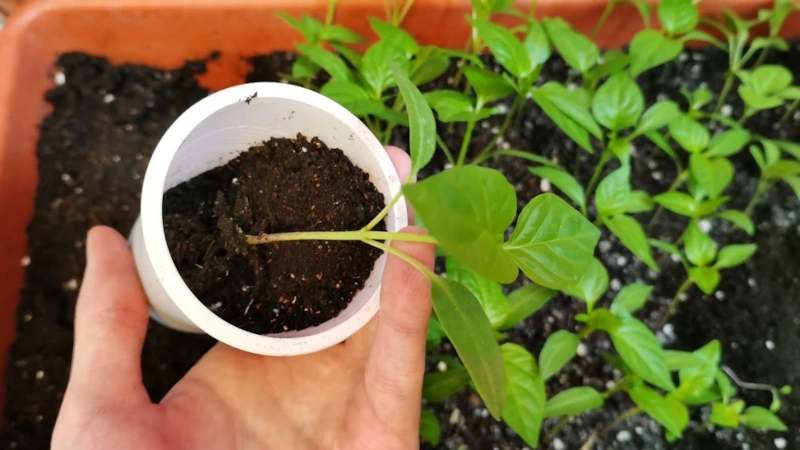 Рассада на подоконнике: аптечные подкормки