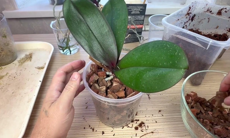 Подкормка орхидеи: настой из картофеля и моркови Подкормка орхидеи: настой из картофеля и моркови