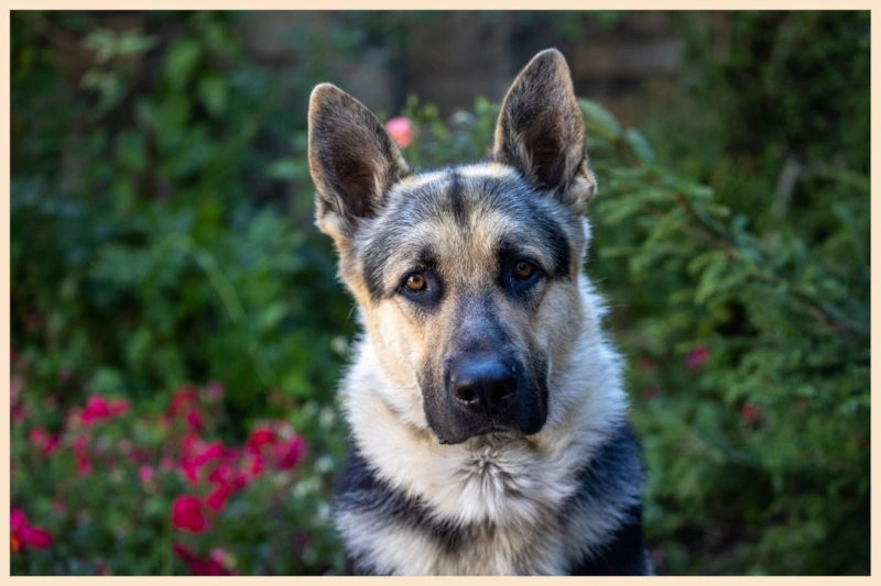 Кадр из сериала «Мухтар. Он вернулся»