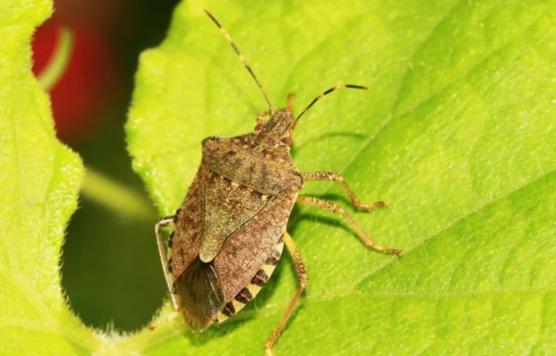 Невидимая битва природы: союзники против клопов