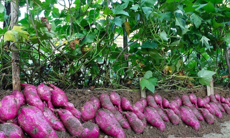 Новые герои огорода: альтернатива картофелю