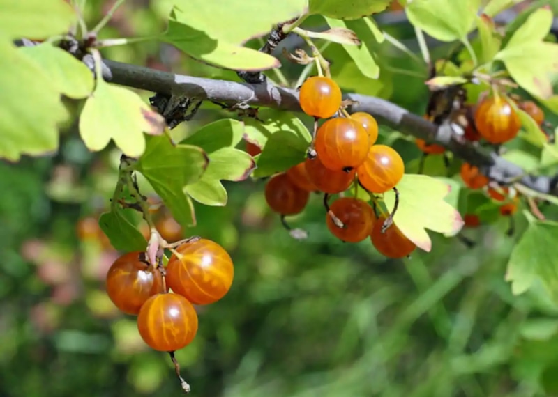 Скрытое сокровище сада: золотистая смородина
