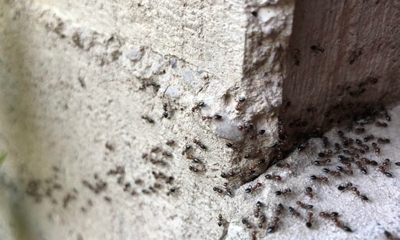 Невидимая война дома: борьба с муравьями Невидимая война дома: борьба с муравьями