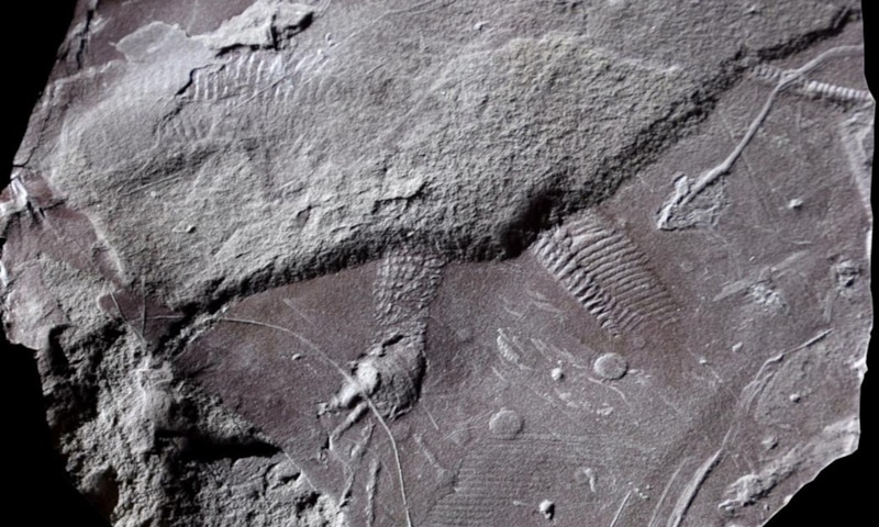 След из глубины эпох: древняя рептилия След из глубины эпох: древняя рептилия