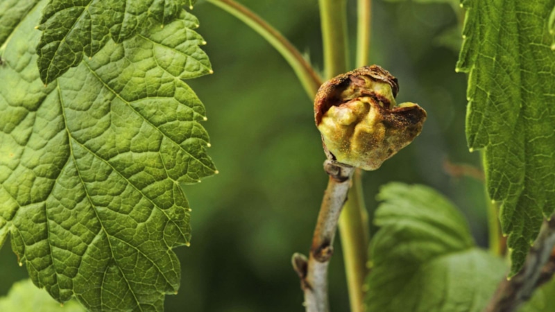 Тревожный сигнал сада: защита смородины