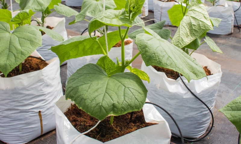 Неожиданный способ огородничества: урожай без грядок