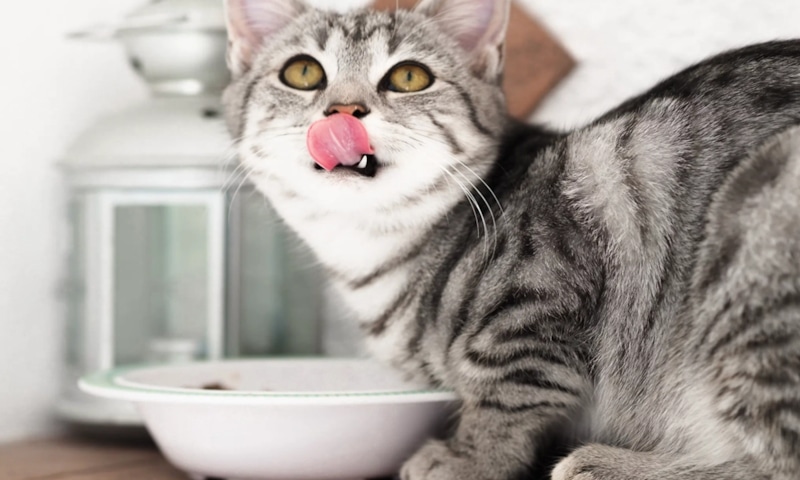 Странности кошачьего аппетита: сигналы поведения