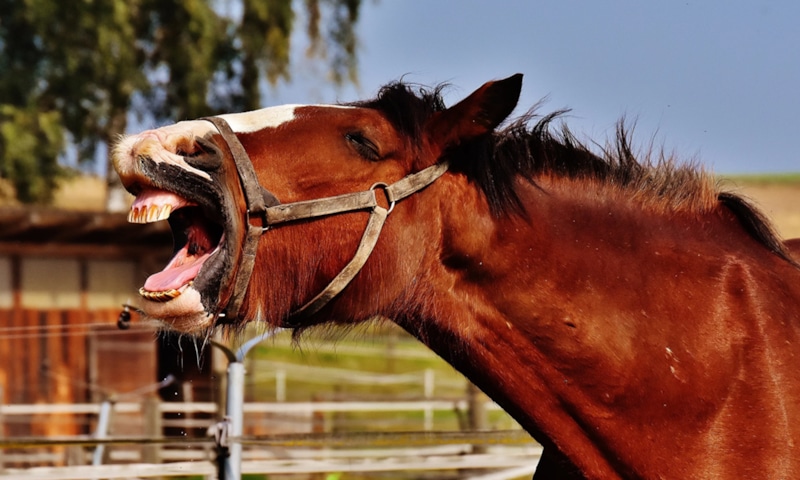 Загадка животного голоса: двойная природа ржания
