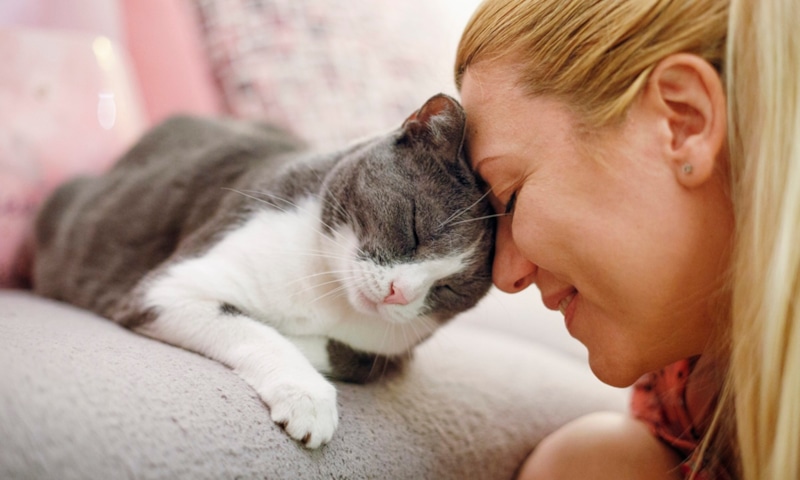 Невидимый диалог человека: язык кошачьего доверия Невидимый диалог человека: язык кошачьего доверия