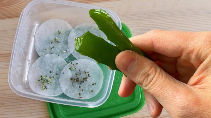 Секрет живого старта: сила алоэ