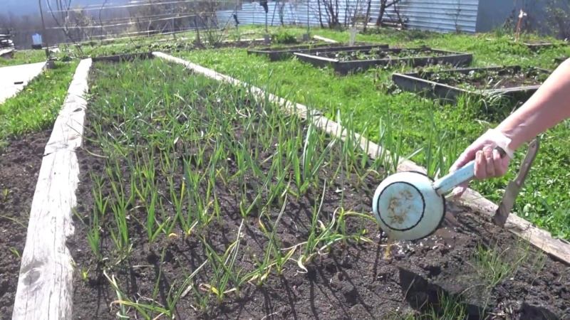 Секрет сильного урожая: природная подкормка чеснока Секрет сильного урожая: природная подкормка чеснока