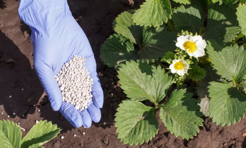 Старт сезона: питание для роста