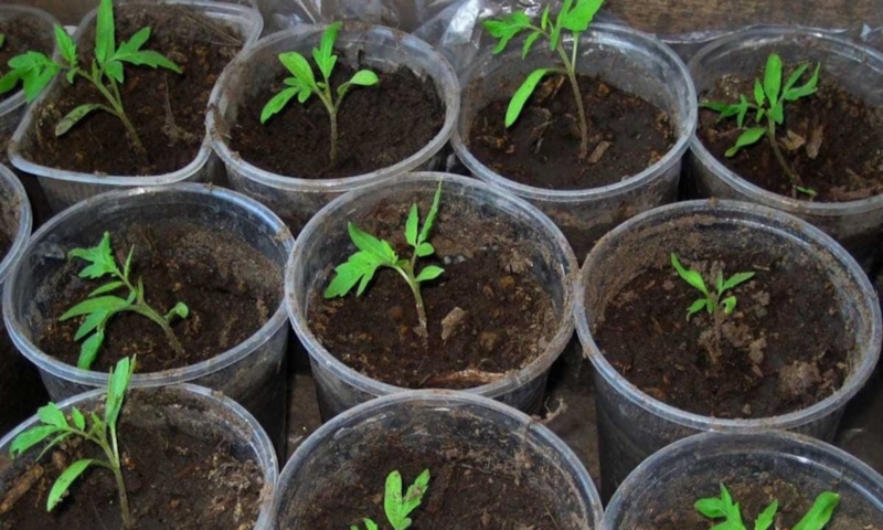 Сильный старт: рассада без стресса