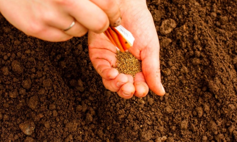 Сладкий корнеплод: сила подготовки