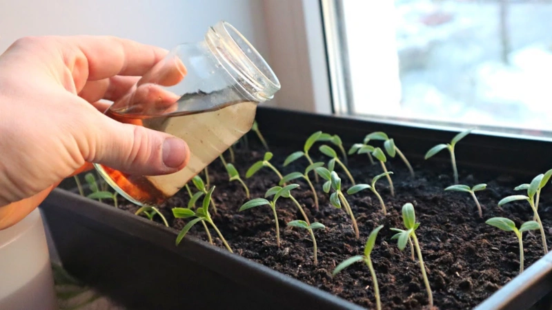 Хрупкий рост: скрытые ошибки ухода