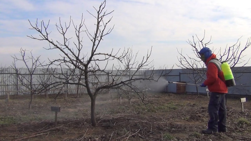 Скрытая угроза: ошибки весеннего ухода