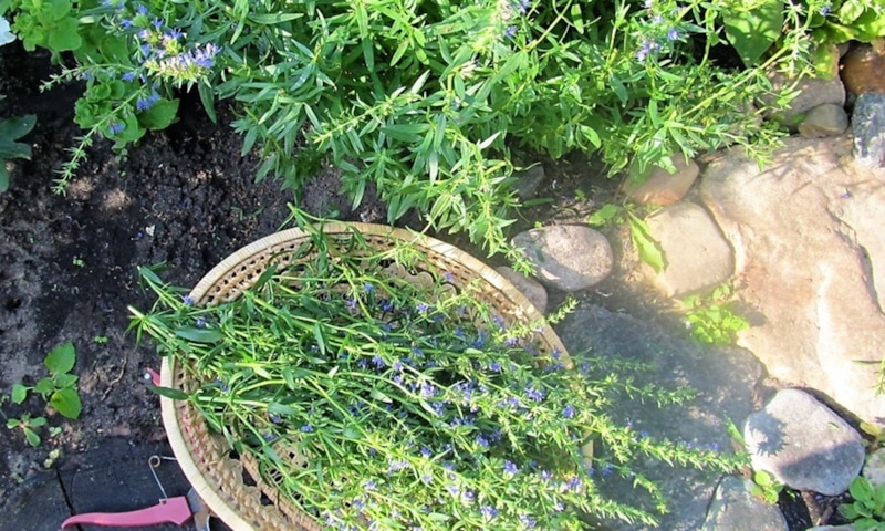 Живая грядка: зелень без хлопот