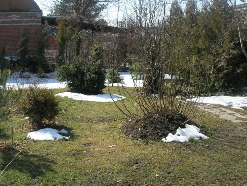 Пробуждение земли: скрытая сила почвы Пробуждение земли: скрытая сила почвы