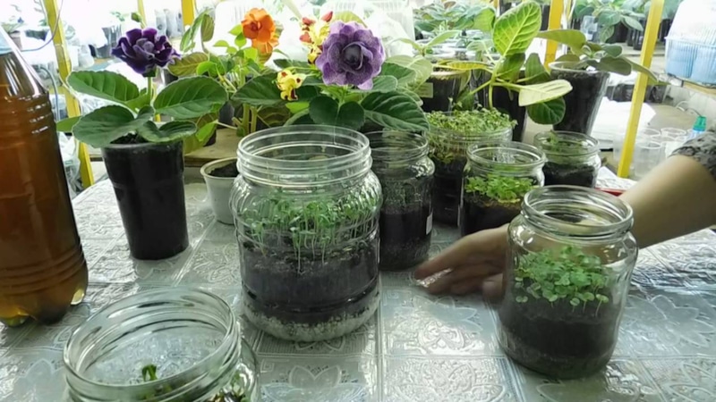 Сила роста: корни решают все