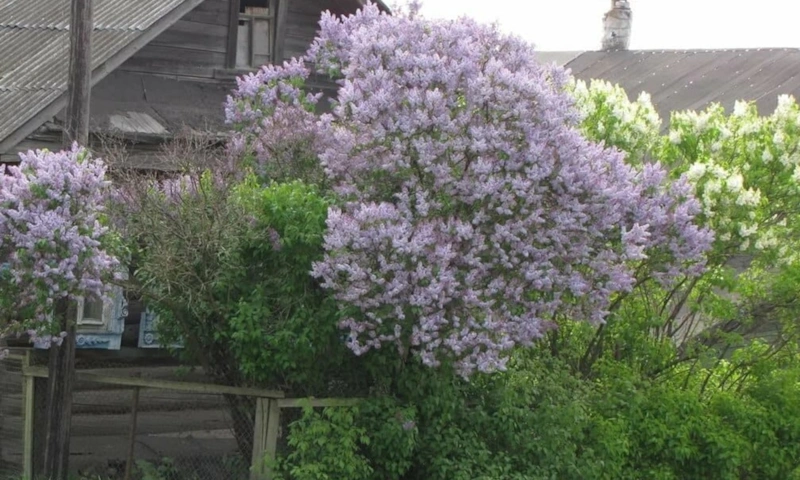 Опасная красота: сад выходит из-под контроля