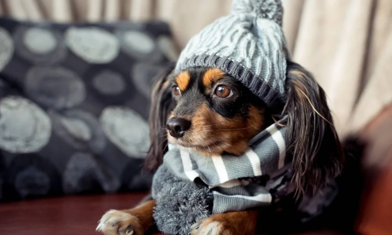 Хрупкое тепло: энергия против холода