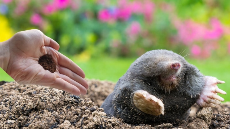 Подземный гость: борьба без разрушения