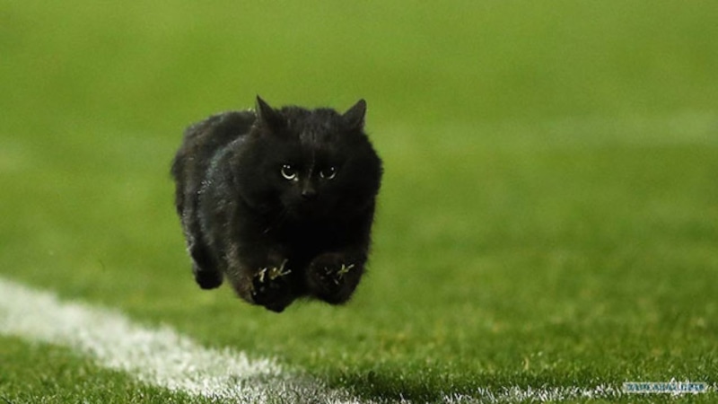 Пробуждение инстинктов весной: энергия без границ