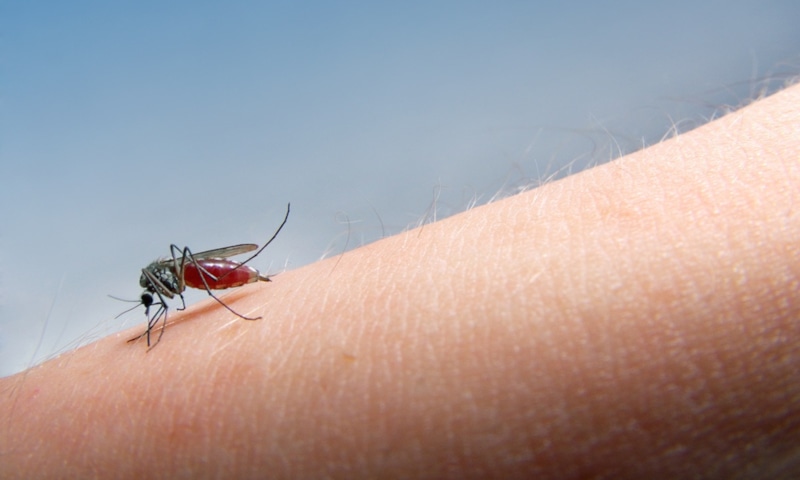 Древний выбор природы: союз через кровь Древний выбор природы: союз через кровь