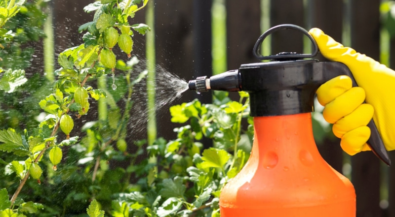 Натуральная защита растений: сила простых ингредиентов