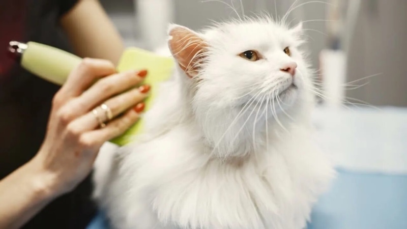 Забота о питомце: спокойствие и уход