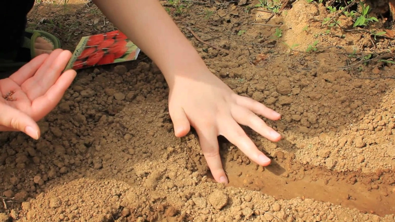 Весенний старт: холодостойкие всходы