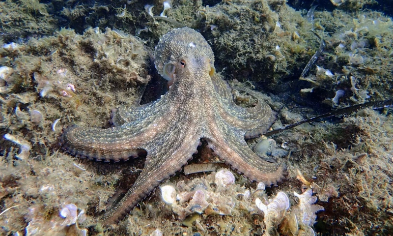 Будущее без людей: разум из глубин