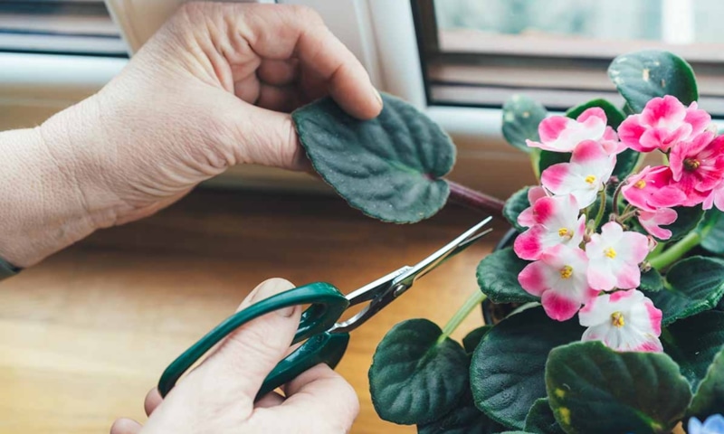 Скрытый потенциал цветения: сила правильного ухода