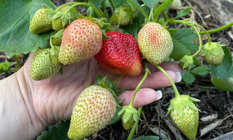 Сладость раскрывается в почве: секрет в балансе
