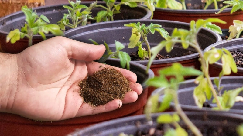 Сильная рассада: секрет роста