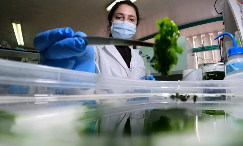 Сила океана: рост растений ускоряется